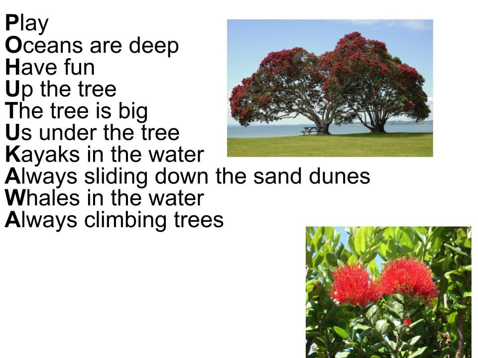 the pohutukawa tree essay